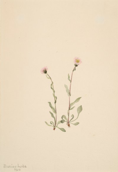 Pink Fleabane Erigeron jucundus, 1904. tekijältä Mary Vaux Walcott