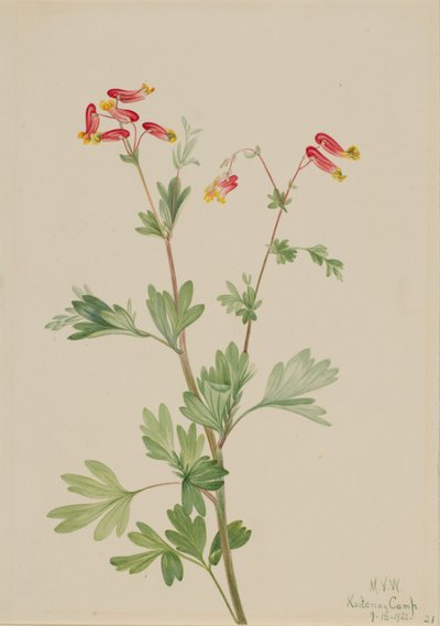 Pink Fumeroot Capnoides sempervirens, 1922. tekijältä Mary Vaux Walcott