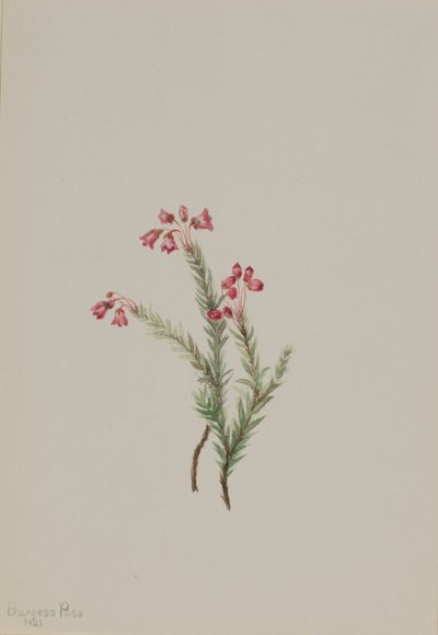Vaaleanpunainen kanerva (Phyllodoce empetriformis) tekijältä Mary Vaux Walcott