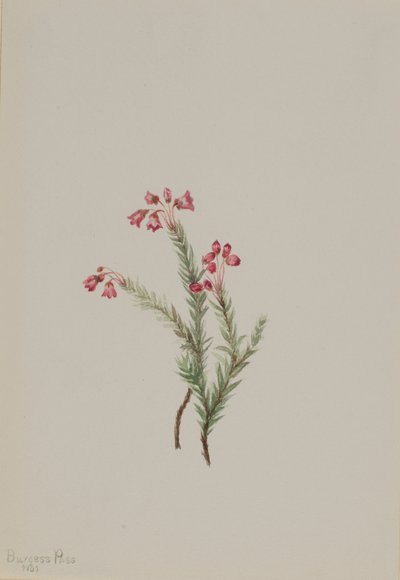 Pink Heather Phyllodoce empetriformis, 1901. tekijältä Mary Vaux Walcott