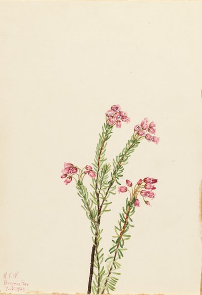 Pink Mountain Heather Phyllodoce empetriformis, 1924. tekijältä Mary Vaux Walcott