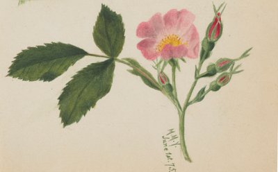 Vaaleanpunainen ruusu, 1875. tekijältä Mary Vaux Walcott