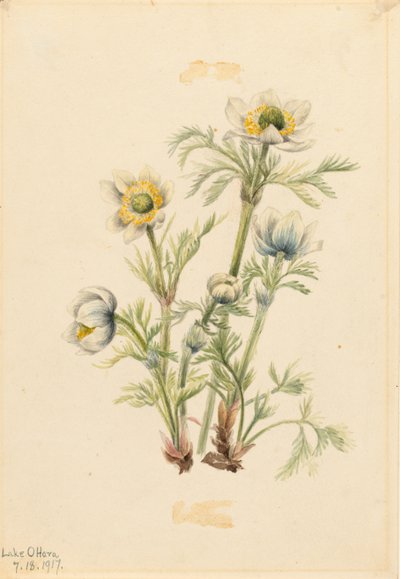Plume Anemone (Pulsatilla occidentalis) tekijältä Mary Vaux Walcott