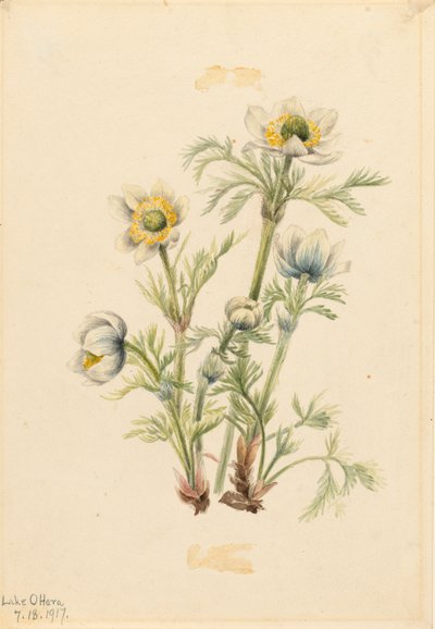 Plume Anemone Pulsatilla occidentalis, 1917. tekijältä Mary Vaux Walcott
