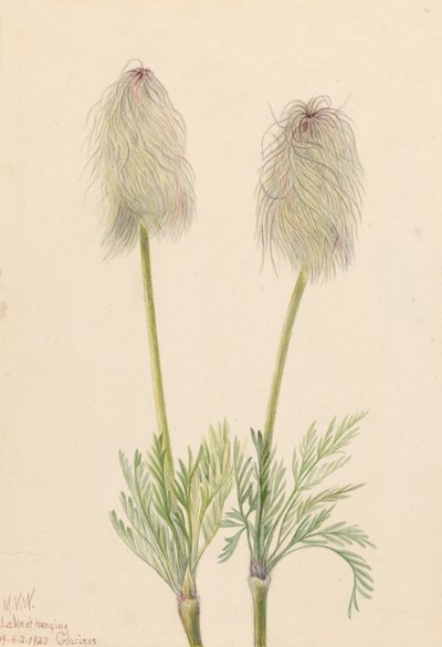 Plume Anemone Pulsatilla occidentalis, 1923. tekijältä Mary Vaux Walcott