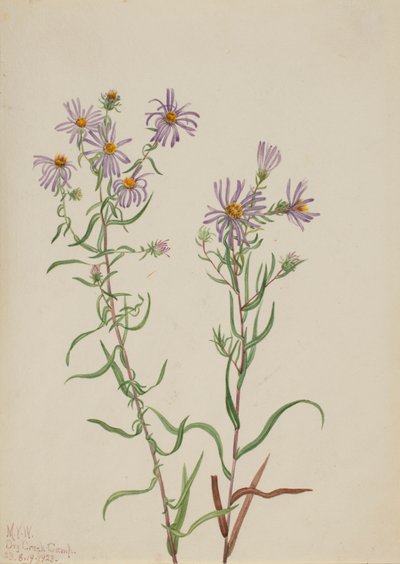 Prairie Aster Aster campestris, 1923. tekijältä Mary Vaux Walcott
