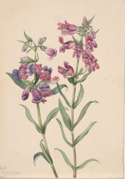 Prairie Penstemon Penstemon erianthera, 1923. tekijältä Mary Vaux Walcott