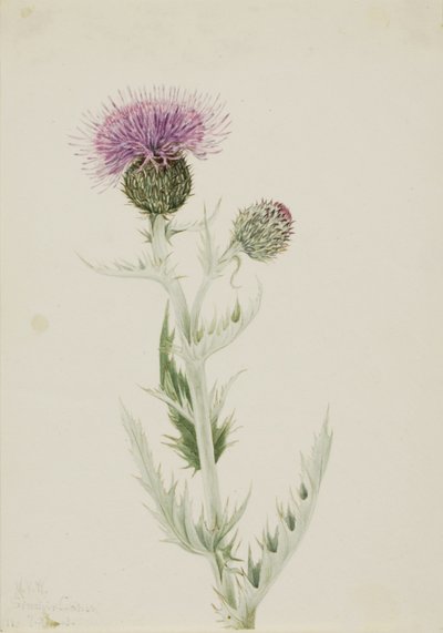 Preeria ohdake (Cirsium undulatum) tekijältä Mary Vaux Walcott