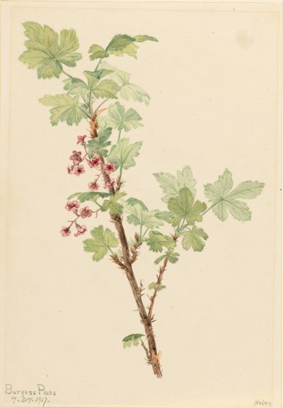 Piikikäs herukka (Ribes lacustre) tekijältä Mary Vaux Walcott