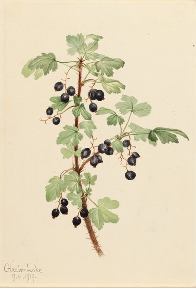 Prickly Currant Ribes -järvi, 1919. tekijältä Mary Vaux Walcott