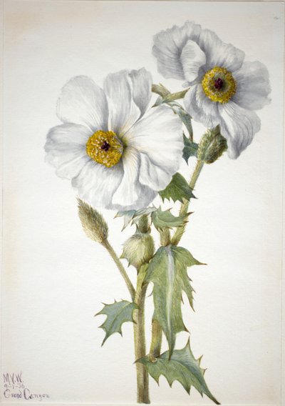 Prickly Poppy Argemone hispeda, 1936. tekijältä Mary Vaux Walcott