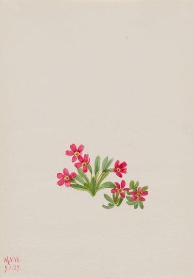Primuli (Primula angustifolia) tekijältä Mary Vaux Walcott