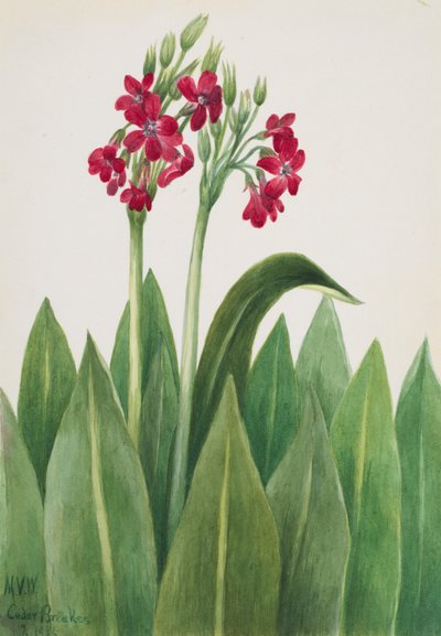 Primrose Primula parryi, 1938. tekijältä Mary Vaux Walcott