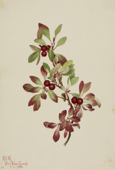 Jäkälämarja (Arctous alpina) tekijältä Mary Vaux Walcott