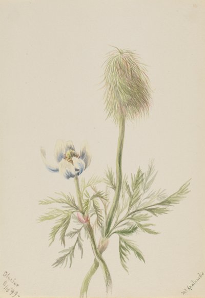 Pulsatilla occidentalis tekijältä Mary Vaux Walcott