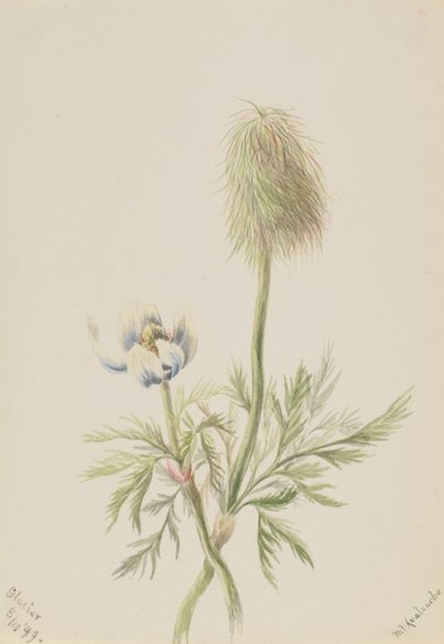 Pulsatilla occidentalis, 1899. tekijältä Mary Vaux Walcott