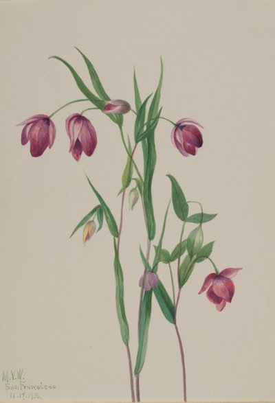 Purppura Keiju Lyhty (Calochortus anoenum) tekijältä Mary Vaux Walcott