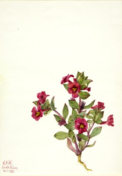 Violetti apinakukka Mimulus bigelovii, 1935. tekijältä Mary Vaux Walcott