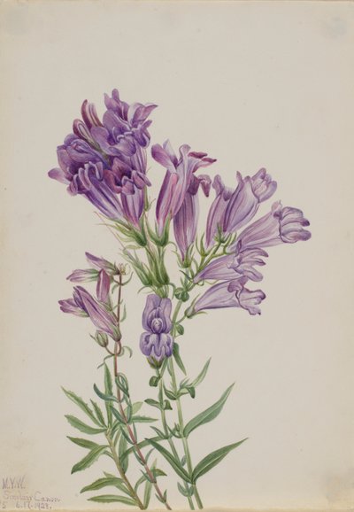 Violetti Pentstemon (Pentstemon lyallii) tekijältä Mary Vaux Walcott