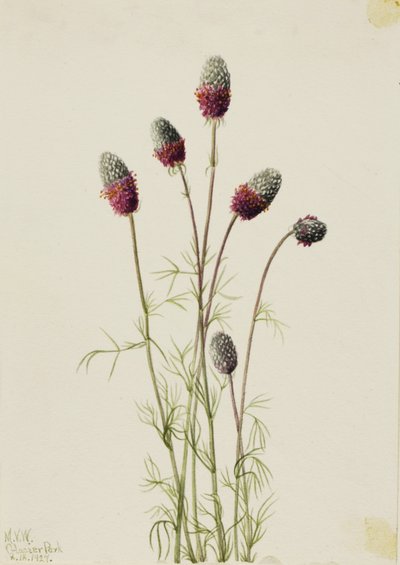 Purppuraprääre (Petalostemon purpureum) tekijältä Mary Vaux Walcott