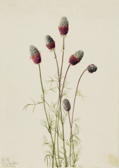 Purple Prairieclover Petalostemon purpureum, 1927. tekijältä Mary Vaux Walcott