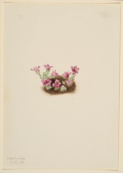 Purppuranpunainen Saxifrage (Saxifrage oppositifolia) tekijältä Mary Vaux Walcott