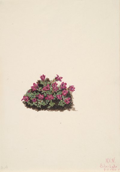 Purppura Saxifrage Saxifraga oppositifolia, 1924. tekijältä Mary Vaux Walcott