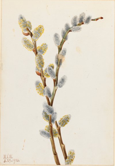Pussy Willow Salix -väri, 1920. tekijältä Mary Vaux Walcott