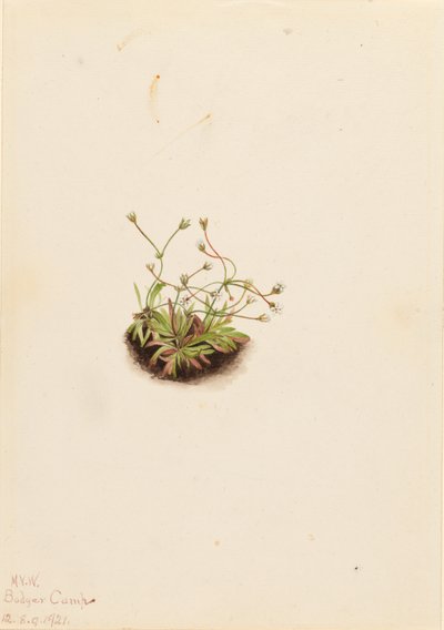 Kääpiö Androsace (Androsace subumbellata) tekijältä Mary Vaux Walcott