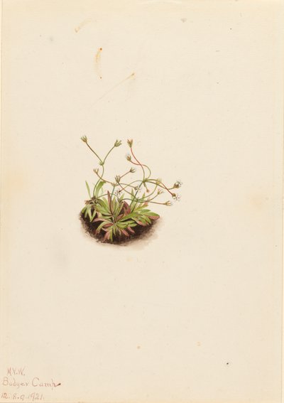 Pygmy Androsace Androsace subumbellata, 1921. tekijältä Mary Vaux Walcott