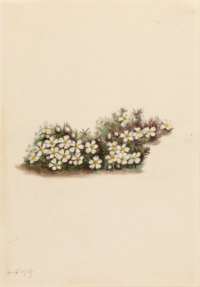 Pyxie (Pyxidanthera barbulata) tekijältä Mary Vaux Walcott