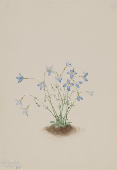 Quakerladies Houstonia caerulea, 1917. tekijältä Mary Vaux Walcott