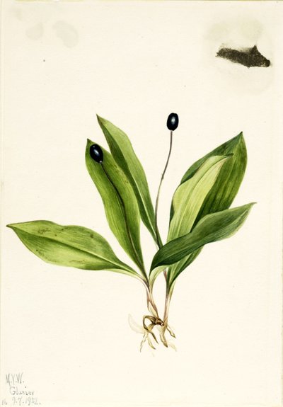 Kuningatar (Clintonia uniflora) tekijältä Mary Vaux Walcott