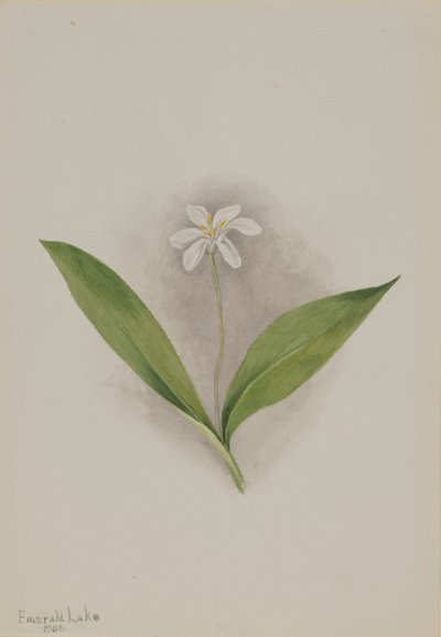 Kuningatar (Clintonia uniflora) tekijältä Mary Vaux Walcott
