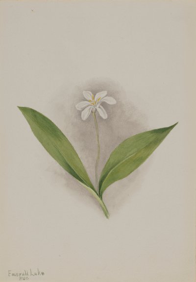 Queencup Clintonia uniflora, 1902. tekijältä Mary Vaux Walcott