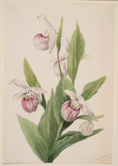 Kuningattaren tohveli (Cypripedium reginae) tekijältä Mary Vaux Walcott