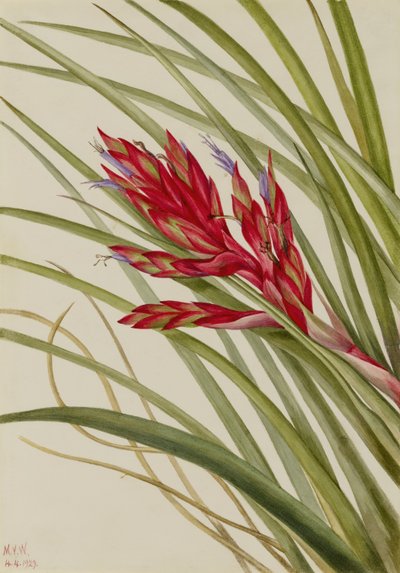 Tillandsia fasciculata (Tillandsia fasciculata) (Tillandsia fasciculata) tekijältä Mary Vaux Walcott