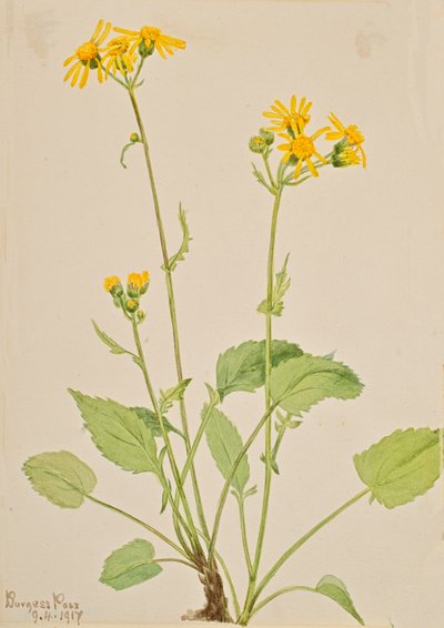 Ragwort Senecio burkei, 1917. tekijältä Mary Vaux Walcott