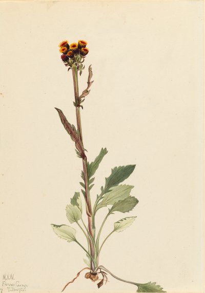 Rayless Groundsel Senecio pauciflorus, 1921. tekijältä Mary Vaux Walcott