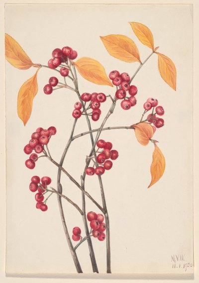 Punainen aronia Aronia arbutifolia, 1920. tekijältä Mary Vaux Walcott