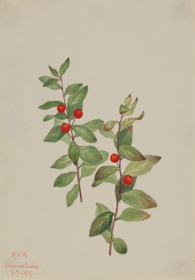Red Comandra Comandra livida, 1919. tekijältä Mary Vaux Walcott