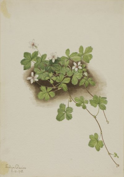 Punainen kastemarja (Rubus pedatus) tekijältä Mary Vaux Walcott