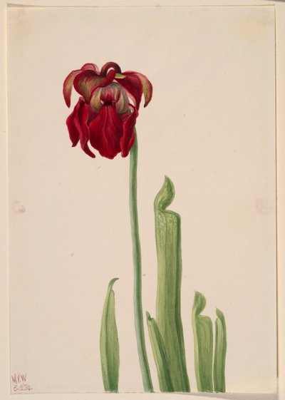 Punainen kannu kasvi (Sarracenia jonesii) tekijältä Mary Vaux Walcott