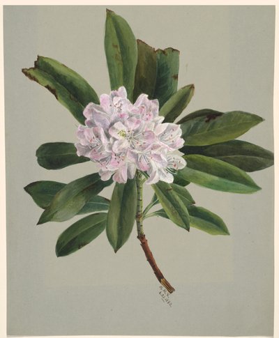 Rhododendron Rhododendron maksimi, 1880. tekijältä Mary Vaux Walcott