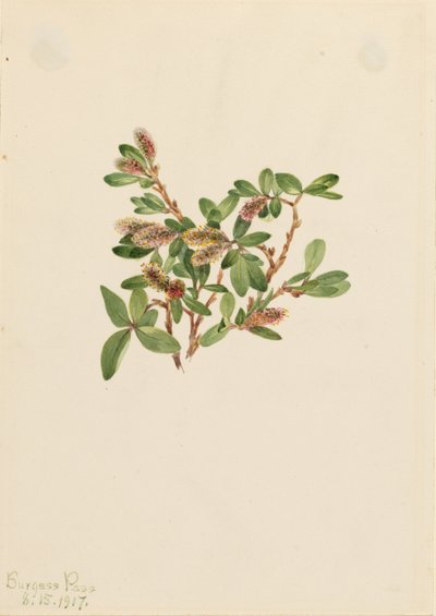 Kalliopaju (Salix petrophila) tekijältä Mary Vaux Walcott