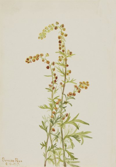 Rock Wormwood Artemisia discolor, 1917. tekijältä Mary Vaux Walcott