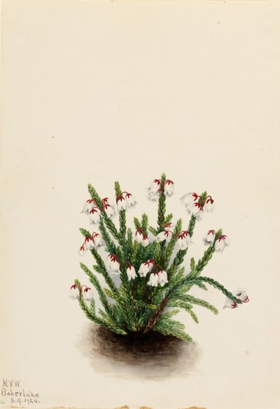 Rocky Mountain Cassiope (Cassiope mertensiana) tekijältä Mary Vaux Walcott