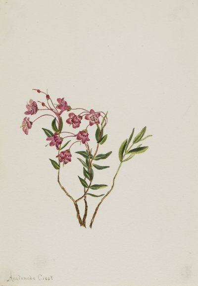 Rocky Mountain Kalmia (Kalmia microphylla) tekijältä Mary Vaux Walcott