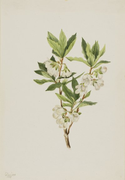 Rocky Mountain Rhododendron Rhododendron albiflorum, 1901. tekijältä Mary Vaux Walcott