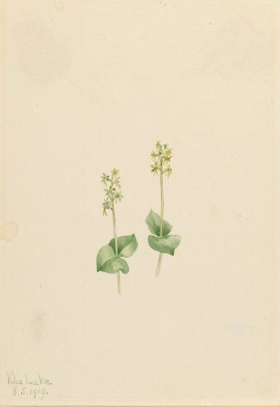 Rocky Mountain Twayblade (Ophrys necrophylla) tekijältä Mary Vaux Walcott
